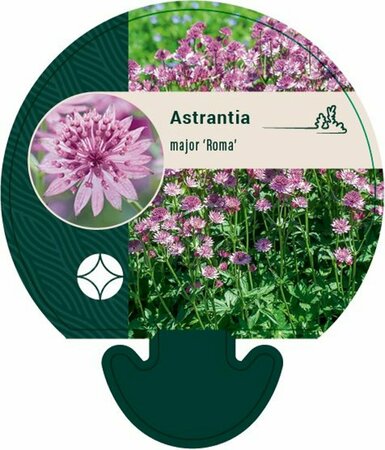 Astrantia major 'Roma' C2 - afbeelding 5