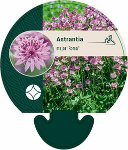 Astrantia major 'Roma' C2 - afbeelding 5