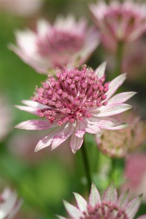 Astrantia major 'Roma' C2 - afbeelding 6