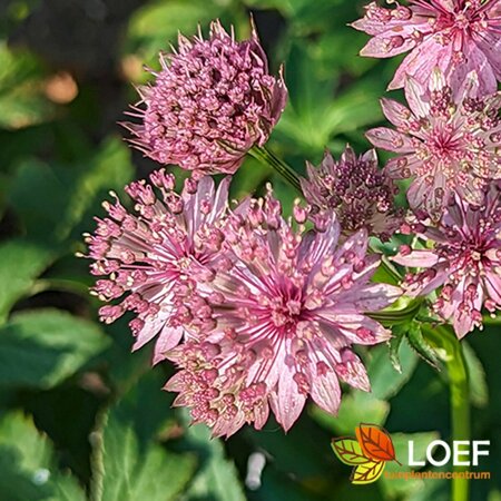 Astrantia major 'Roma' C2 - afbeelding 8