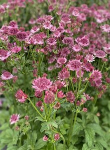 Astrantia major 'Roma' C2 - afbeelding 2