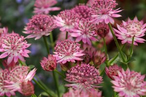 Astrantia major 'Roma' C2 - afbeelding 10