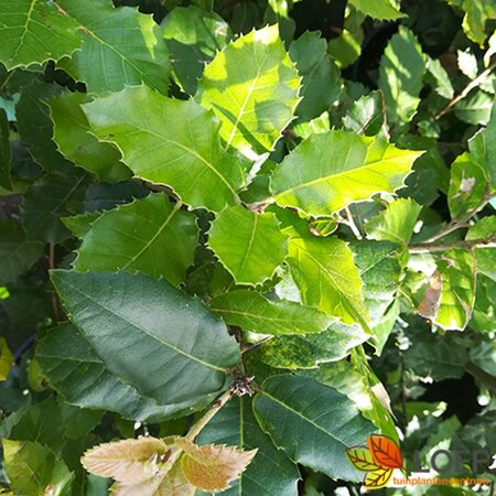 Quercus ilex ST. 180 14-16 C. Lei - afbeelding 1