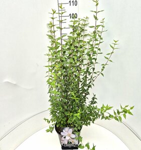 Philadelphus 'Lemoinei' - afbeelding 2