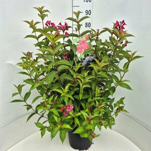 Weigela 'Bristol Ruby' - afbeelding 4