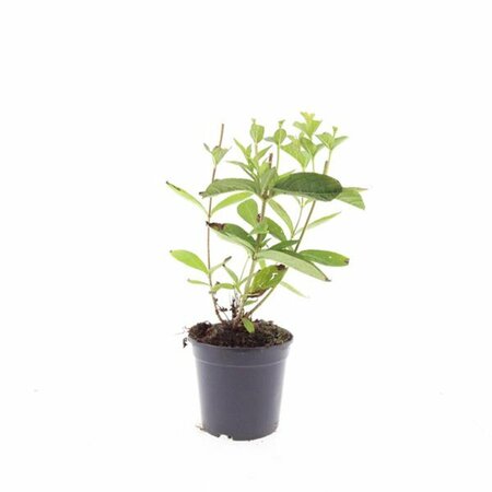 Weigela 'Bristol Ruby' - afbeelding 8