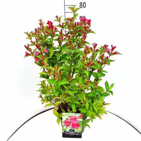 Weigela 'Bristol Ruby' - afbeelding 5