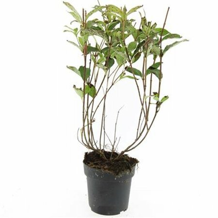 Weigela 'Bristol Ruby' - afbeelding 2
