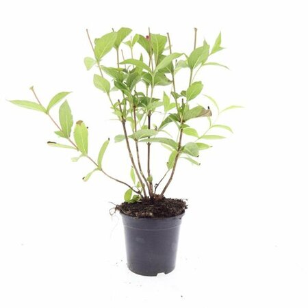 Weigela 'Bristol Ruby' - afbeelding 9