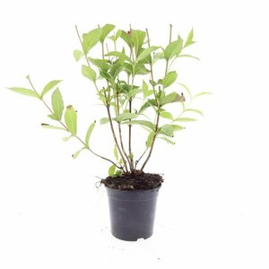 Weigela 'Bristol Ruby' - afbeelding 9