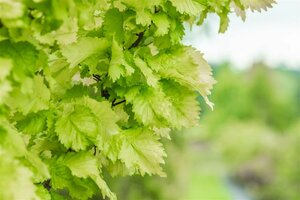 Ulmus hollandica 'Wredei'