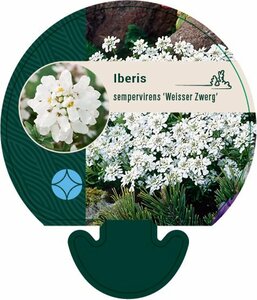 Iberis semp. 'Weisser Zwerg' P9 - afbeelding 4