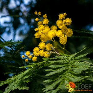 Acacia dealbata 150/175 C. - afbeelding 2