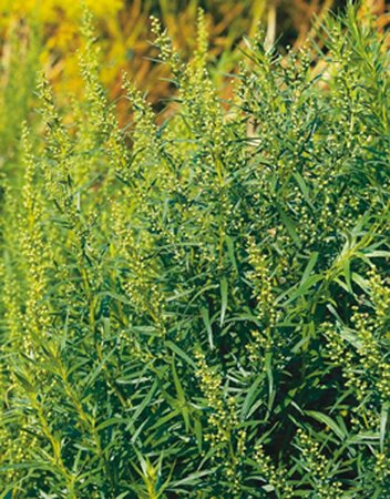 Artemisia dracunculus C1.5 - afbeelding 2