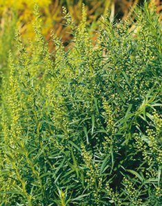Artemisia dracunculus C1.5 - afbeelding 2