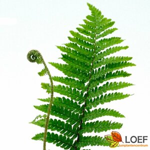 Dryopteris affinis 'Crispa' C2