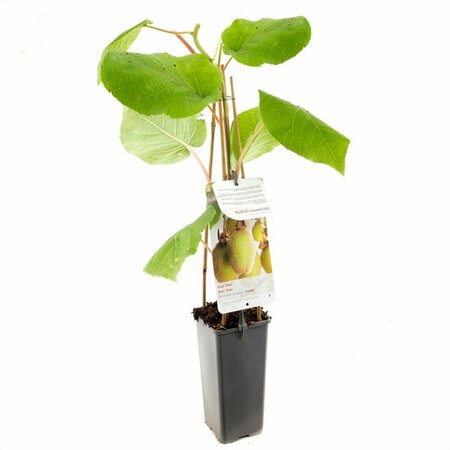 Actinidia deliciosa 'Jenny'