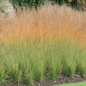 Molinia caerulea 'Heidebraut' C2