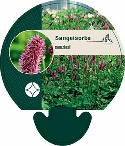Sanguisorba menziesii P9 - afbeelding 3