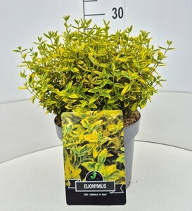 Euonymus fortunei 'Emerald 'n Gold' - afbeelding 17