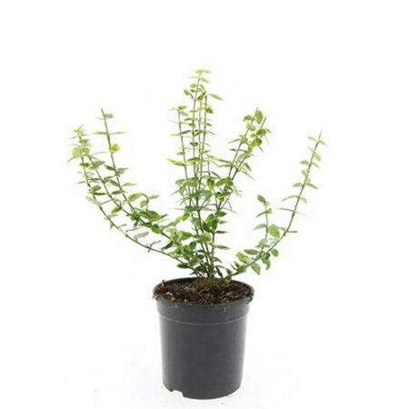 Euonymus fortunei 'Emerald 'n Gold' - afbeelding 6