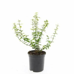Euonymus fortunei 'Emerald 'n Gold' - afbeelding 6