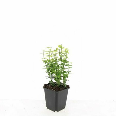 Euonymus fortunei 'Emerald 'n Gold' - afbeelding 12