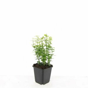 Euonymus fortunei 'Emerald 'n Gold' - afbeelding 12