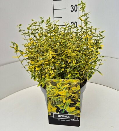 Euonymus fortunei 'Emerald 'n Gold' - afbeelding 18