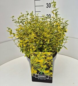 Euonymus fortunei 'Emerald 'n Gold' - afbeelding 18