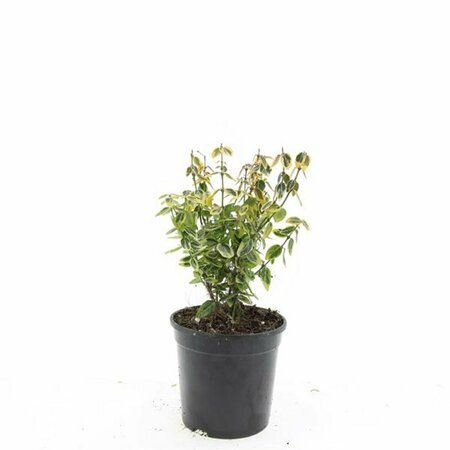 Euonymus fortunei 'Emerald 'n Gold' - afbeelding 7