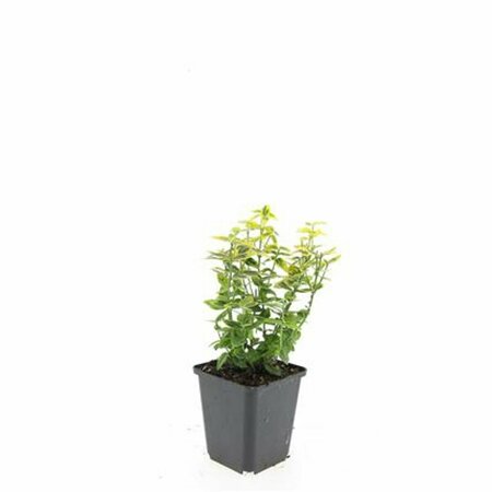 Euonymus fortunei 'Emerald 'n Gold' - afbeelding 13