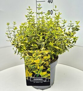 Euonymus fortunei 'Emerald 'n Gold' - afbeelding 19