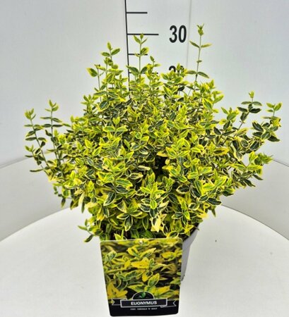 Euonymus fortunei 'Emerald 'n Gold' - afbeelding 11