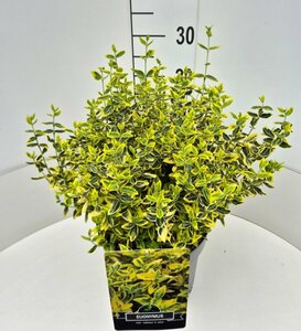Euonymus fortunei 'Emerald 'n Gold' - afbeelding 11