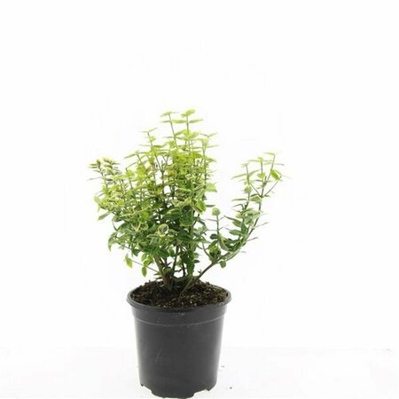Euonymus fortunei 'Emerald 'n Gold' - afbeelding 8