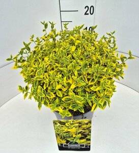 Euonymus fortunei 'Emerald 'n Gold' - afbeelding 10