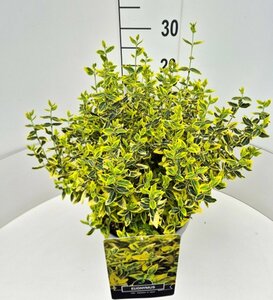 Euonymus fortunei 'Emerald 'n Gold' - afbeelding 2