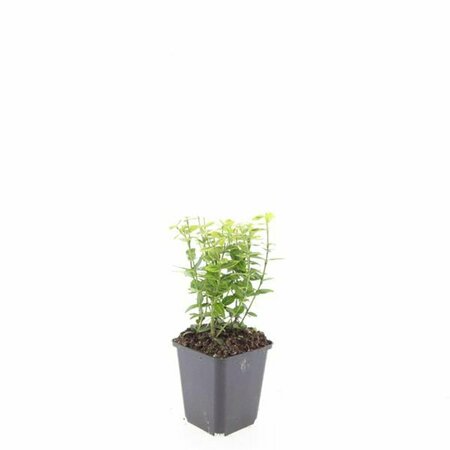 Euonymus fortunei 'Emerald 'n Gold' - afbeelding 14