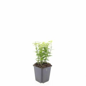 Euonymus fortunei 'Emerald 'n Gold' - afbeelding 14
