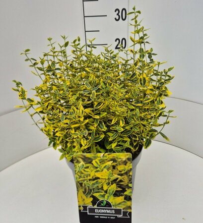 Euonymus fortunei 'Emerald 'n Gold' - afbeelding 3