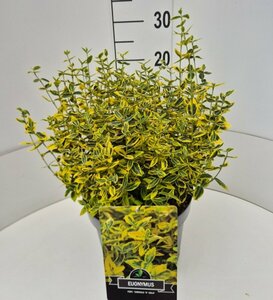 Euonymus fortunei 'Emerald 'n Gold' - afbeelding 3