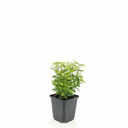 Euonymus fortunei 'Emerald 'n Gold' - afbeelding 15