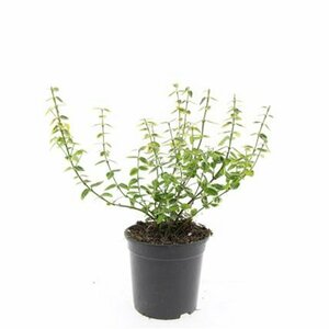Euonymus fortunei 'Emerald 'n Gold' - afbeelding 9