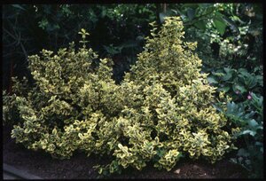 Euonymus fortunei 'Emerald 'n Gold' 25/30 C.