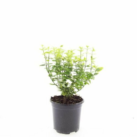 Euonymus fortunei 'Emerald 'n Gold' - afbeelding 20