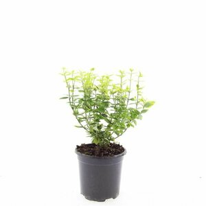 Euonymus fortunei 'Emerald 'n Gold' - afbeelding 20