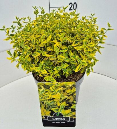 Euonymus fortunei 'Emerald 'n Gold' - afbeelding 4