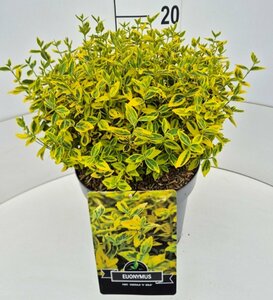 Euonymus fortunei 'Emerald 'n Gold' - afbeelding 4