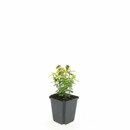 Euonymus fortunei 'Emerald 'n Gold' - afbeelding 16